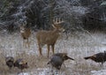 White-tailed deer bucks standing in the winter with wild turkeys in Canada Royalty Free Stock Photo