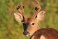 White Tailed Deer