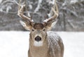 A White-tailed deer buck closeup in the winter snow during the autumn rut in Ottawa, Canada Royalty Free Stock Photo