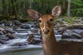 White-tailed Deer