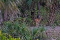 White Tailed Deer are curious and always looking out for danger! Royalty Free Stock Photo