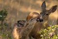 White-tailed Deer Cute Baby Fawn with a Doe. Royalty Free Stock Photo