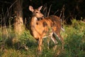 White-tailed deer doe Royalty Free Stock Photo