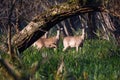 White-tailed Deer Doe Royalty Free Stock Photo