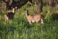 White-tailed Deer Doe Royalty Free Stock Photo