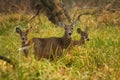 White-tailed Deer Doe Royalty Free Stock Photo