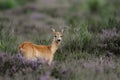 White-tailed Deer Doe Royalty Free Stock Photo