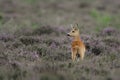 White-tailed Deer Doe Royalty Free Stock Photo