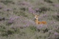 White-tailed Deer Doe Royalty Free Stock Photo