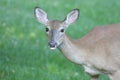 White-tailed Deer Doe Royalty Free Stock Photo