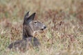 White-tailed deer doe bedded down Royalty Free Stock Photo