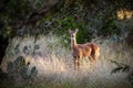 White-tailed Deer Doe Royalty Free Stock Photo