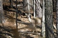 White-tailed Deer Doe Camo In Woods At Quota Hunt