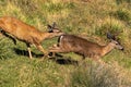 White-tailed Deer Doe Chasing a Buck. Royalty Free Stock Photo
