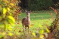 White Tailed Deer Doe In A Clearing In The Woods Royalty Free Stock Photo