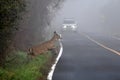 White-tailed deer doe crossing road in fog Royalty Free Stock Photo
