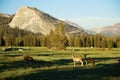A white-tailed deer doe family in an open green grass meadow in summer, Tuolumne Meadows, Yosemite National Park, California USA Royalty Free Stock Photo