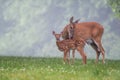 White-tailed deer doe and fawn on a summer morning Royalty Free Stock Photo