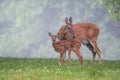 White-tailed deer doe and fawn on a summer morning Royalty Free Stock Photo