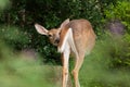 White-tailed Deer Doe