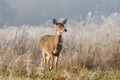 White-tailed deer doe