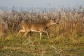 White-tailed deer doe Royalty Free Stock Photo