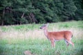 White-tailed deer doe in a meadow Royalty Free Stock Photo