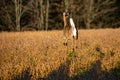 White-tailed Deer Doe Odocoileus Virginianus Running In A Wisconsin Soybean Field In Fall