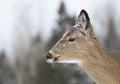 A White-tailed deer doe with snow on her head closeup in winter in Canada Royalty Free Stock Photo