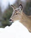 A White-tailed deer doe with snow on her head closeup in winter in Canada Royalty Free Stock Photo