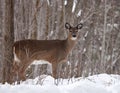 White-tailed deer doe in winter Royalty Free Stock Photo