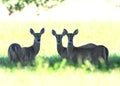 3 white tailed deer does backlit in a small patch of shade