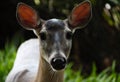 White-tailed Deer Ears Perked Curious Royalty Free Stock Photo
