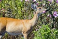 White-tailed deer Eating Flowers Royalty Free Stock Photo
