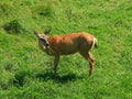 White-tailed deer eating grass Royalty Free Stock Photo