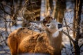 White tailed deer eating twigs in early winter Royalty Free Stock Photo