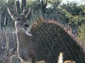 Laughing deer chewing on yellow barrel cactus fruit