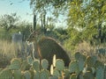 Laughing deer chewing on yellow barrel cactus fruit