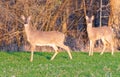 White tailed deer on edge of forest