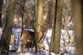 White-tailed deer on the edge of the forest Royalty Free Stock Photo