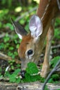 White tailed deer fawn Royalty Free Stock Photo