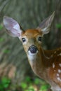 White tailed deer fawn