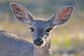 White-tailed Deer fawn