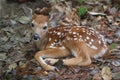 White-tailed Deer Fawn