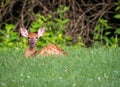 White-tailed deer fawn bedded down Royalty Free Stock Photo