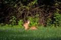 White-tailed deer fawn bedded down Royalty Free Stock Photo