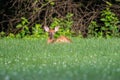 White-tailed deer fawn bedded down Royalty Free Stock Photo