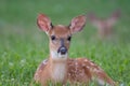 White-tailed deer fawn bedded down in an open meadow