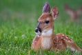 White-tailed deer fawn bedded down in an open meadow Royalty Free Stock Photo