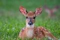 White-tailed deer fawn bedded down in an open meadow